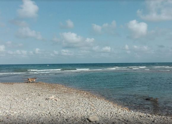  Playa de L´Estany. Playa apta para perros en Alcoceber, Castellon 